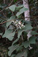 Image of Begonia rufa Thunb.