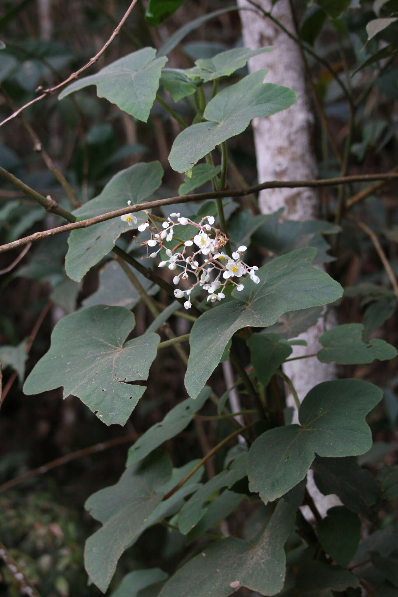 Image of Begonia rufa Thunb.