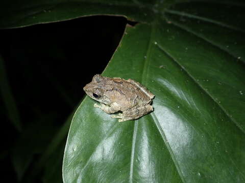 Image of Temple Tree Frog