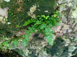 Image of Asplenium dentatum L.