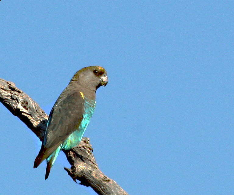 Image of Poicephalus meyeri transvaalensis Neumann 1899