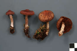 Слика од Cortinarius tortuosus (Fr.) Fr. 1838