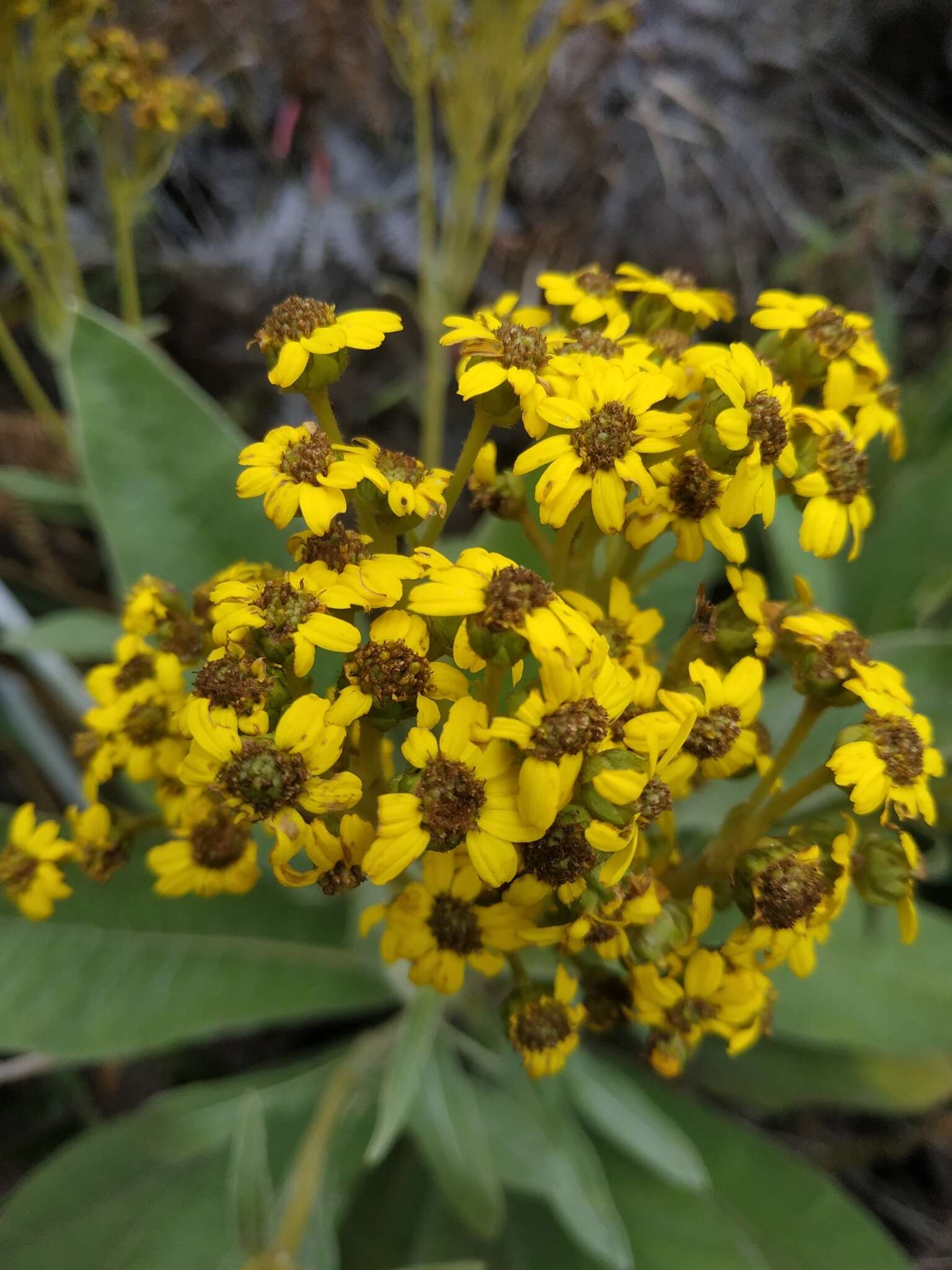 Image of Espeletiopsis pleiochasia (Cuatrec.) J. Cuatrec.