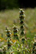 Image of Monarda punctata var. intermedia (E. M. McClint. & Epling) Waterf.