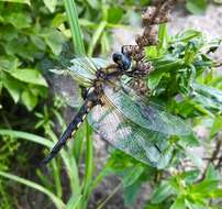 Image of eurasian baskettail