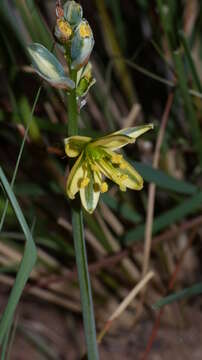 Image of Albuca suaveolens (Jacq.) J. C. Manning & Goldblatt