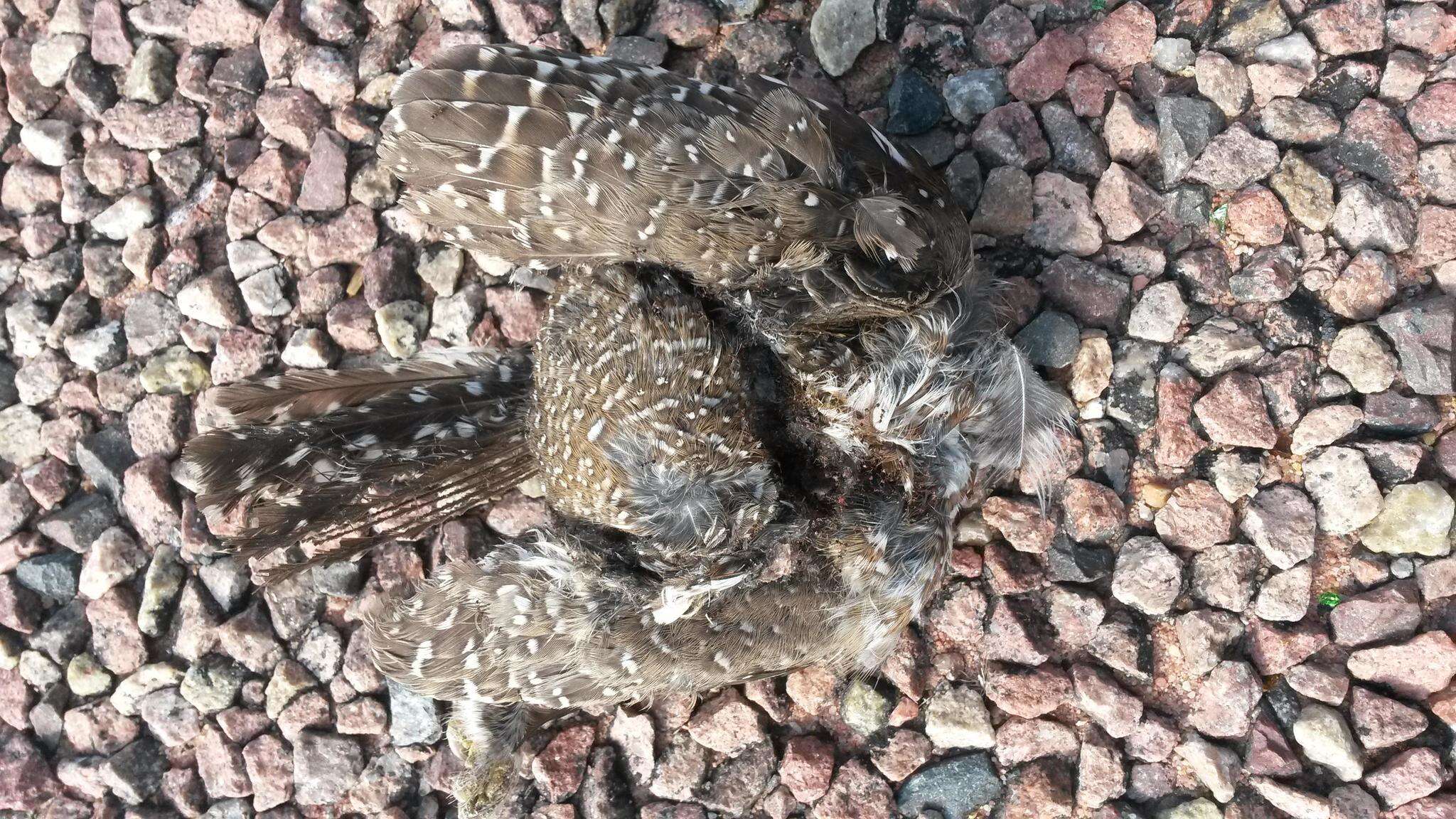 Image of Pearl-spotted Owlet