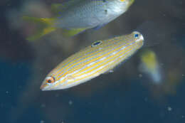 Image of Chain-line wrasse