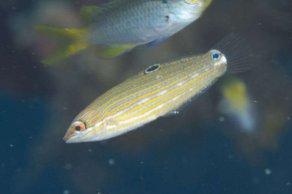 Image of Chain-line wrasse