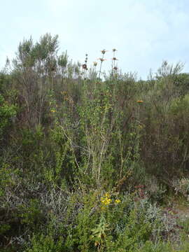 Image of Broadleaf leonotis