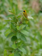 Image of Bertram's Weaver