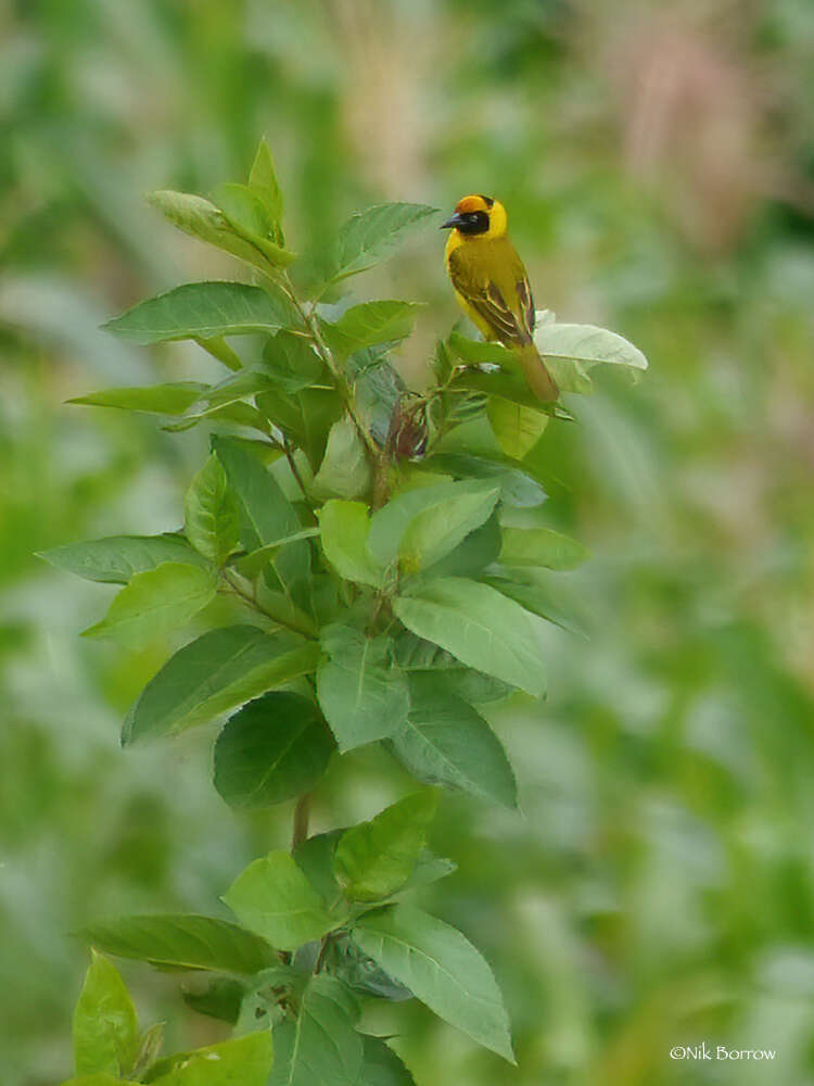 Image of Bertram's Weaver