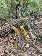 Image of Macrozamia lucida L. A. S. Johnson