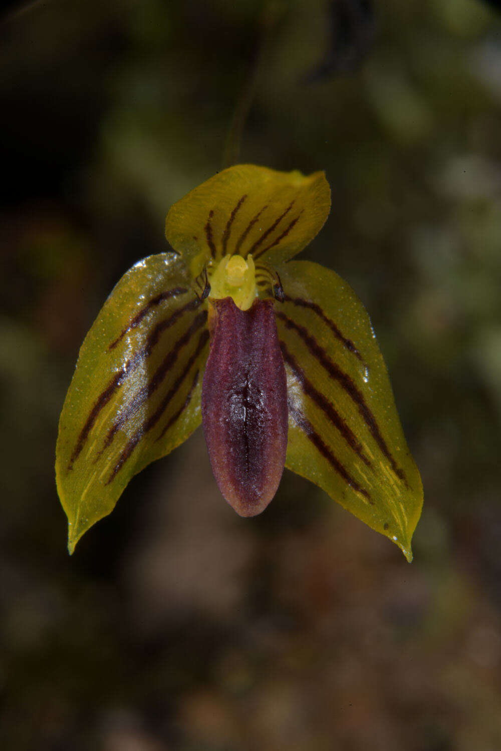 Image of Bulbophyllum pandurella Schltr.