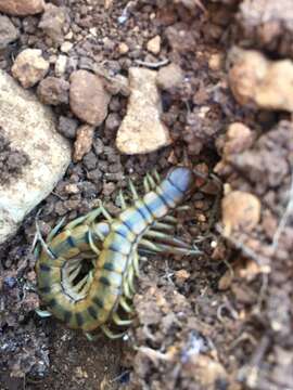 Image of Mediterranean banded centipede