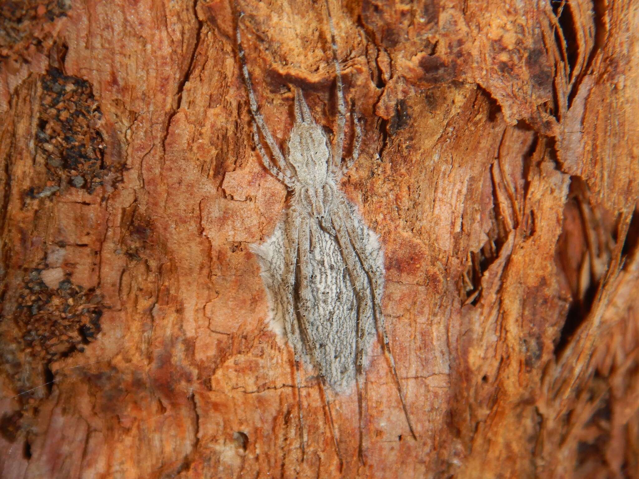 Image of Tamopsis fickerti (L. Koch 1876)