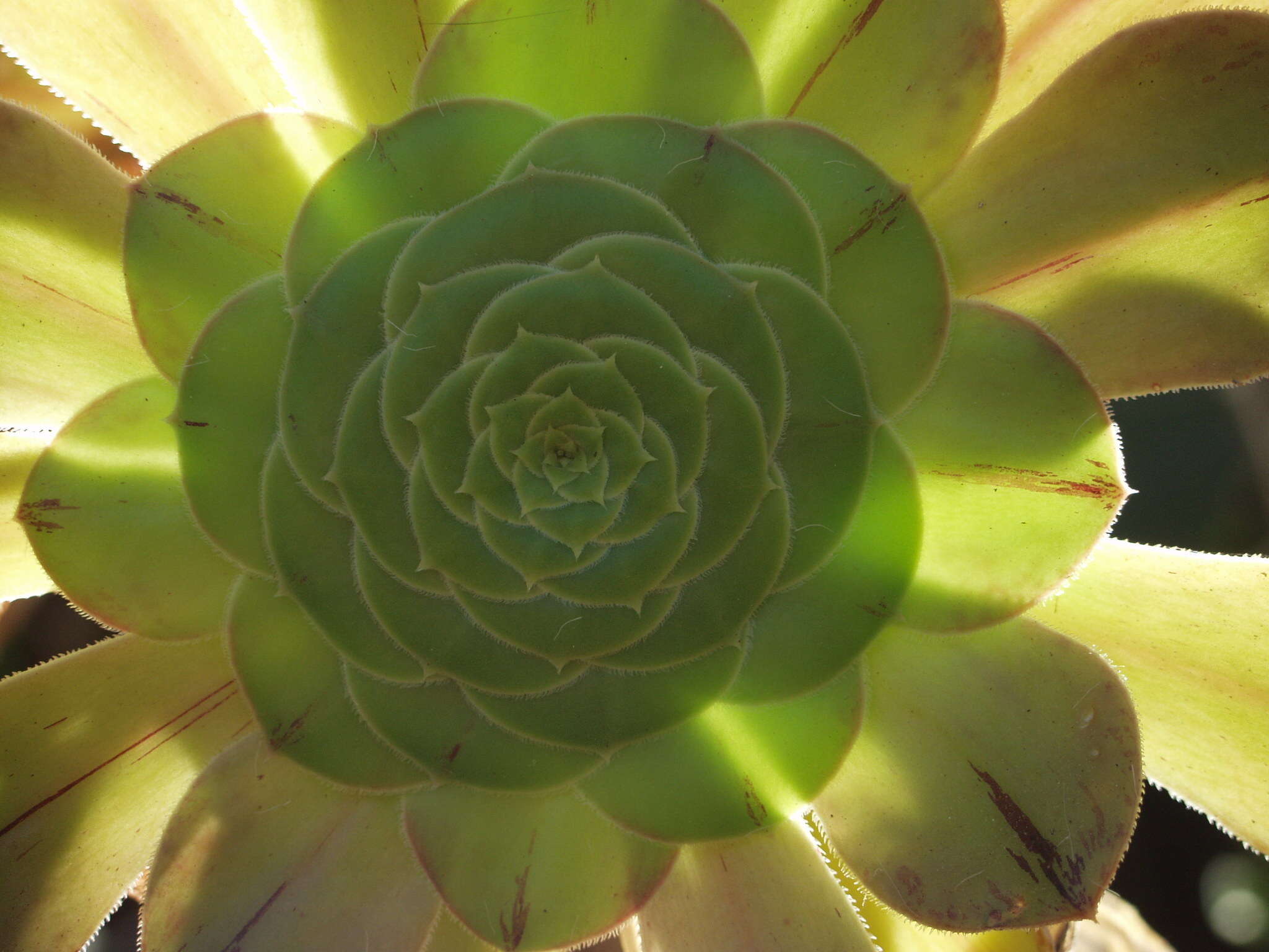 Image of Aeonium arboreum subsp. holochrysum (H. Y. Liu) Bañares