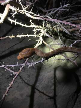 Image of Arabian Tiger Snake