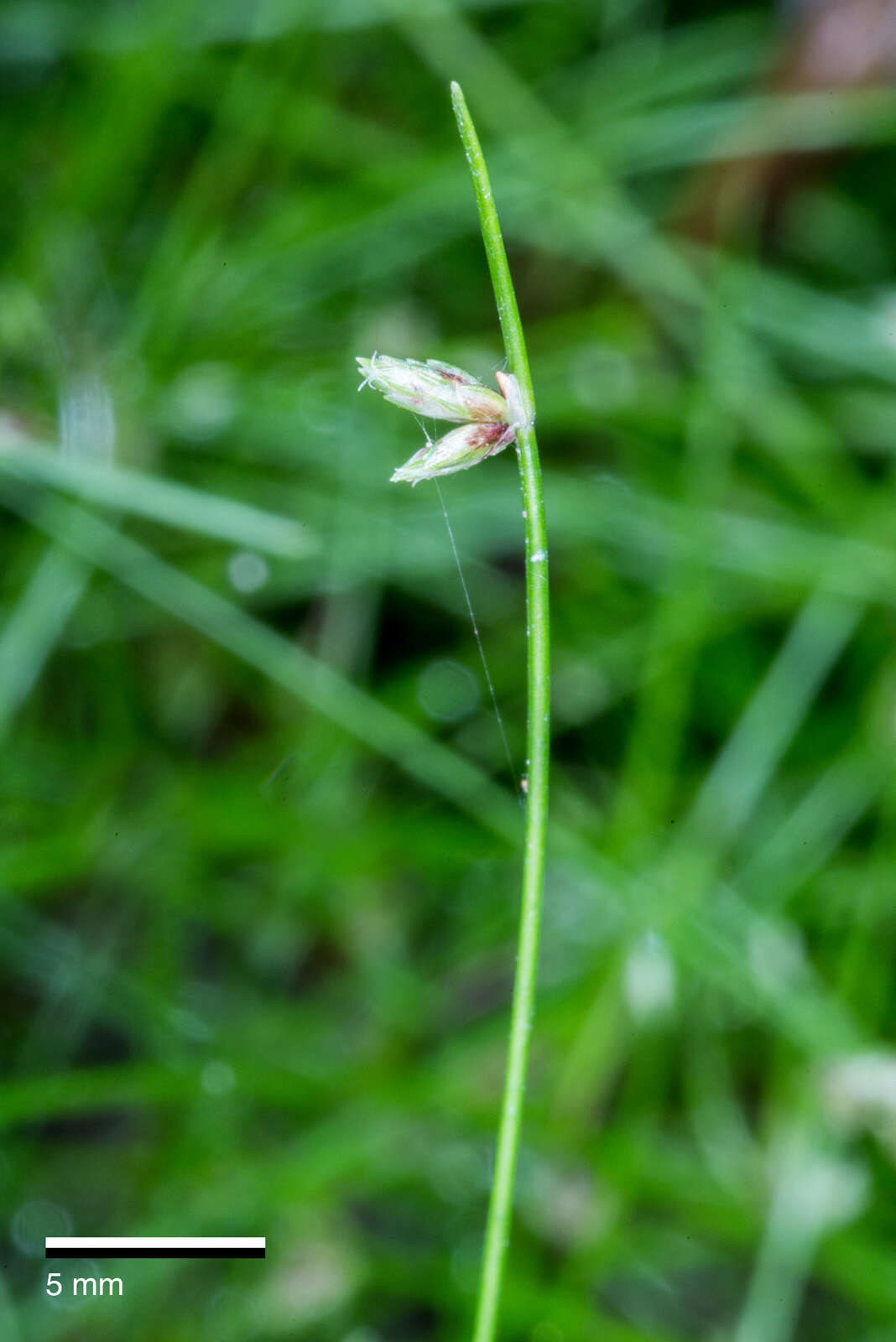 Image of Isolepis reticularis Colenso