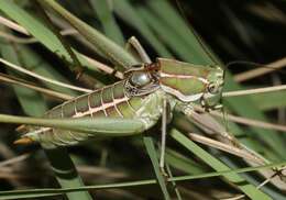 Image of Two-lined Shieldback