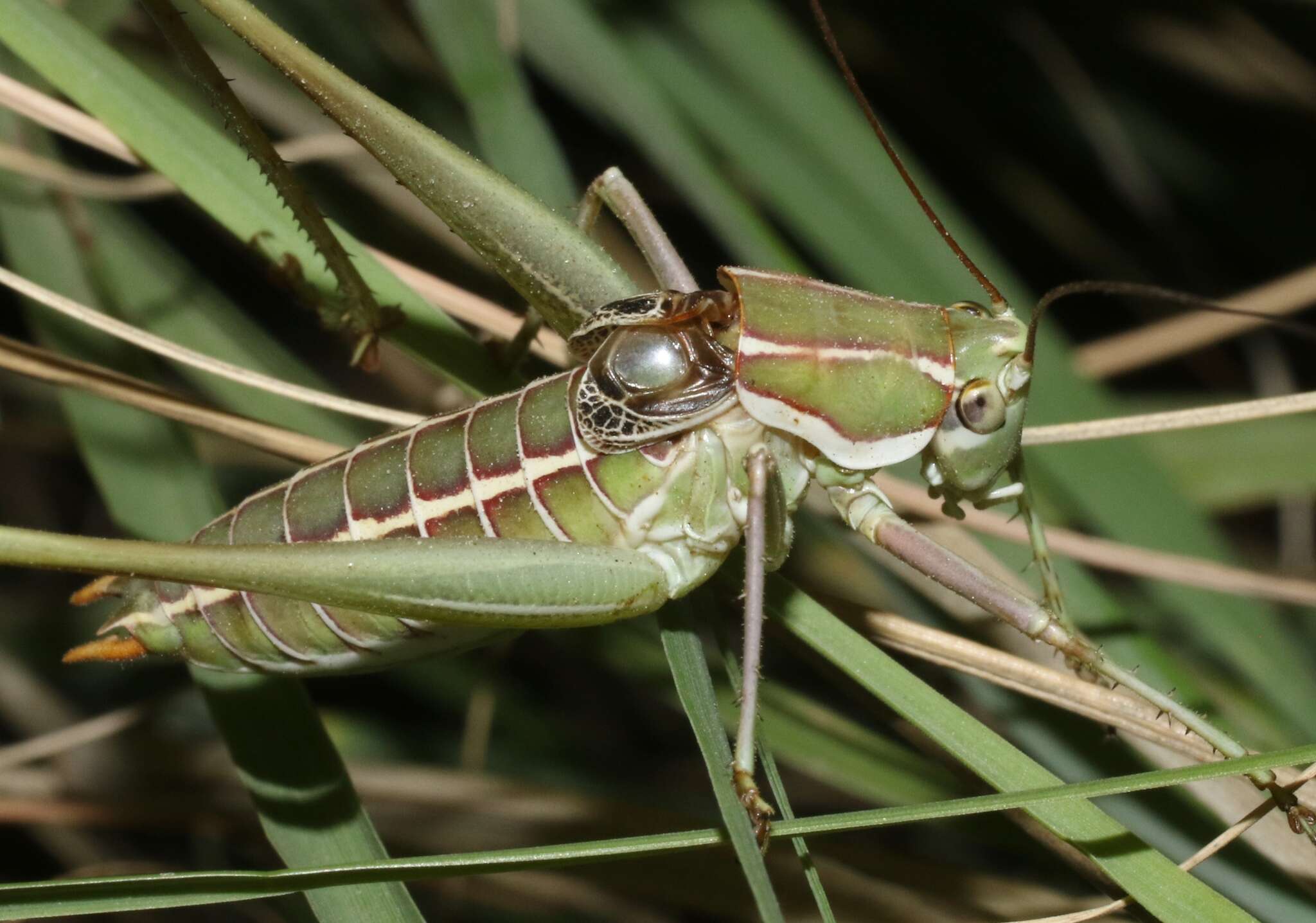 Imagem de Eremopedes (Eremopedes) bilineatus (Thomas & C. 1875)