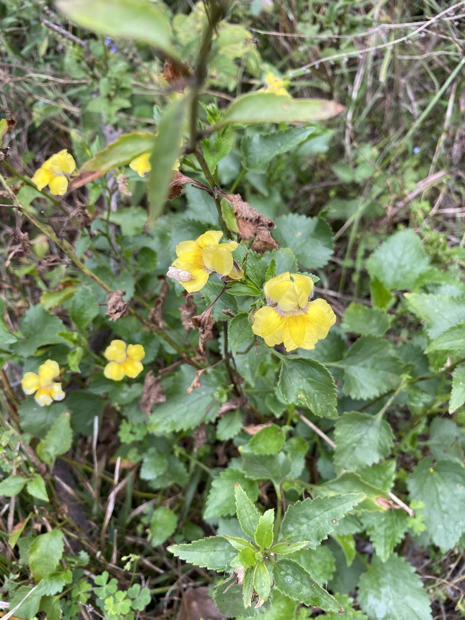 Image of Goodenia grandiflora Sims