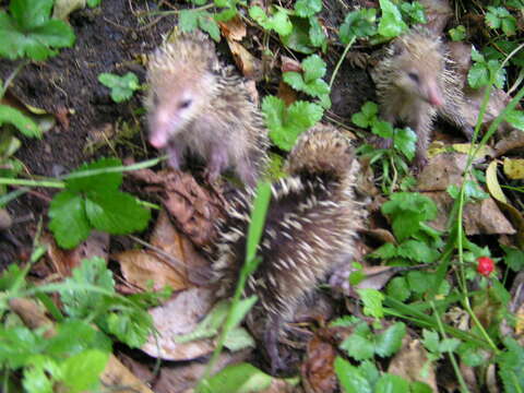 Image of Common Tenrec