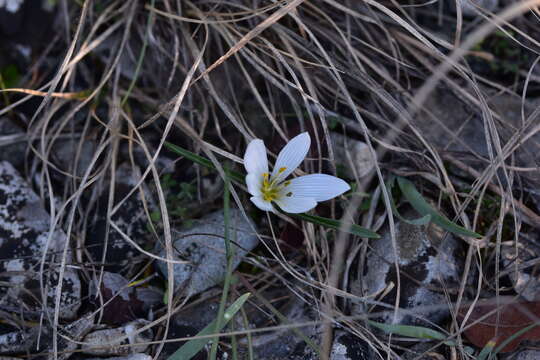 Image of Colchicum hungaricum Janka