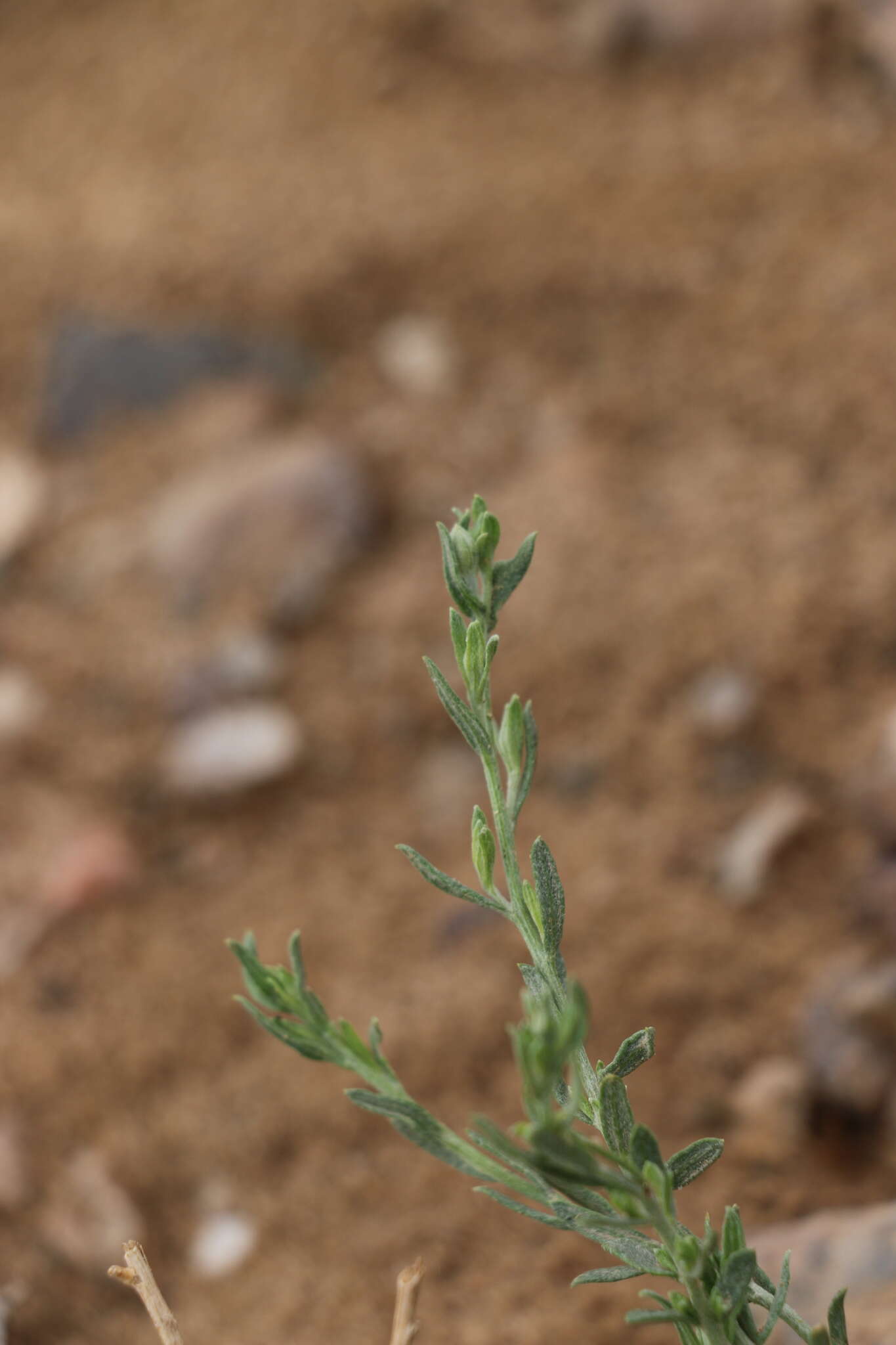 Image de Asterothamnus centraliasiaticus Novopokr.