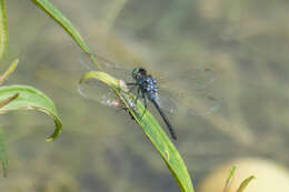 Imagem de Chalybeothemis fluviatilis Lieftinck 1933