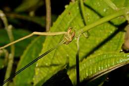 صورة Phanoclocrania dorsuaria (Stål 1875)