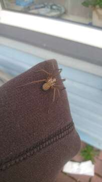 Image of Barn Funnel Weaver