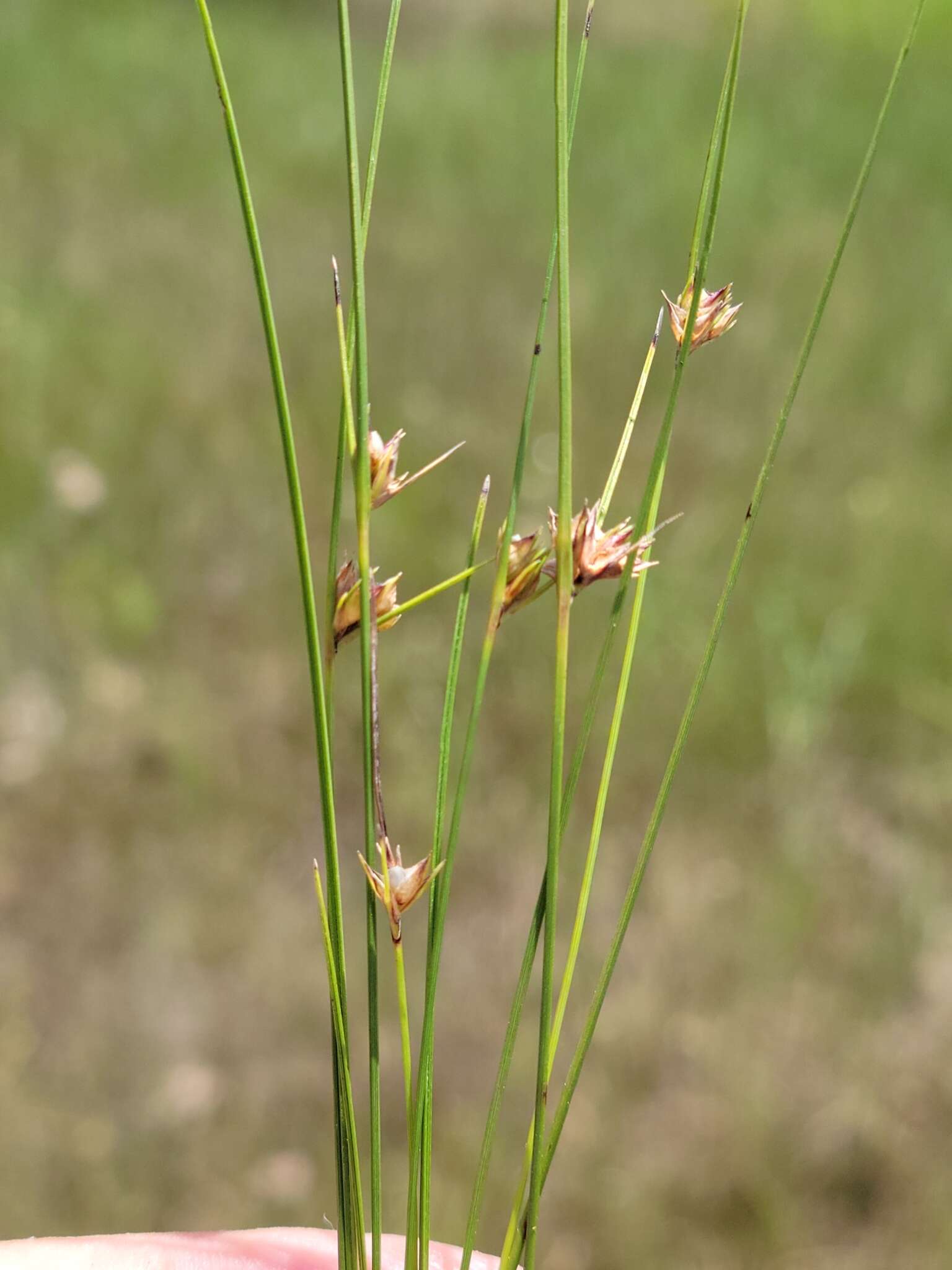 Scleria georgiana Core的圖片