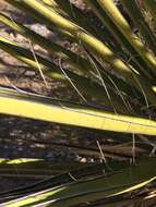 Image de Yucca faxoniana Sarg.