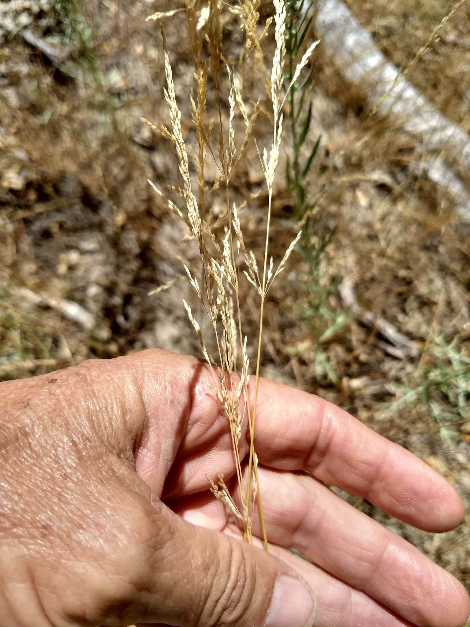 صورة Agrostis pallens Trin.