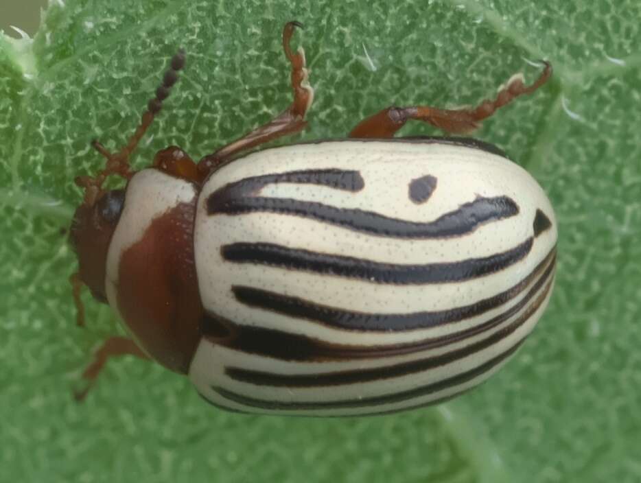 Image of Sunflower Beetle