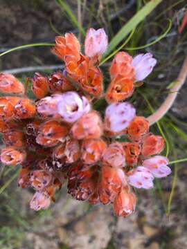 Image of Dilatris pillansii W. F. Barker