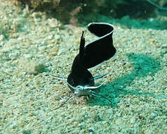 Image of Sailfin catfish