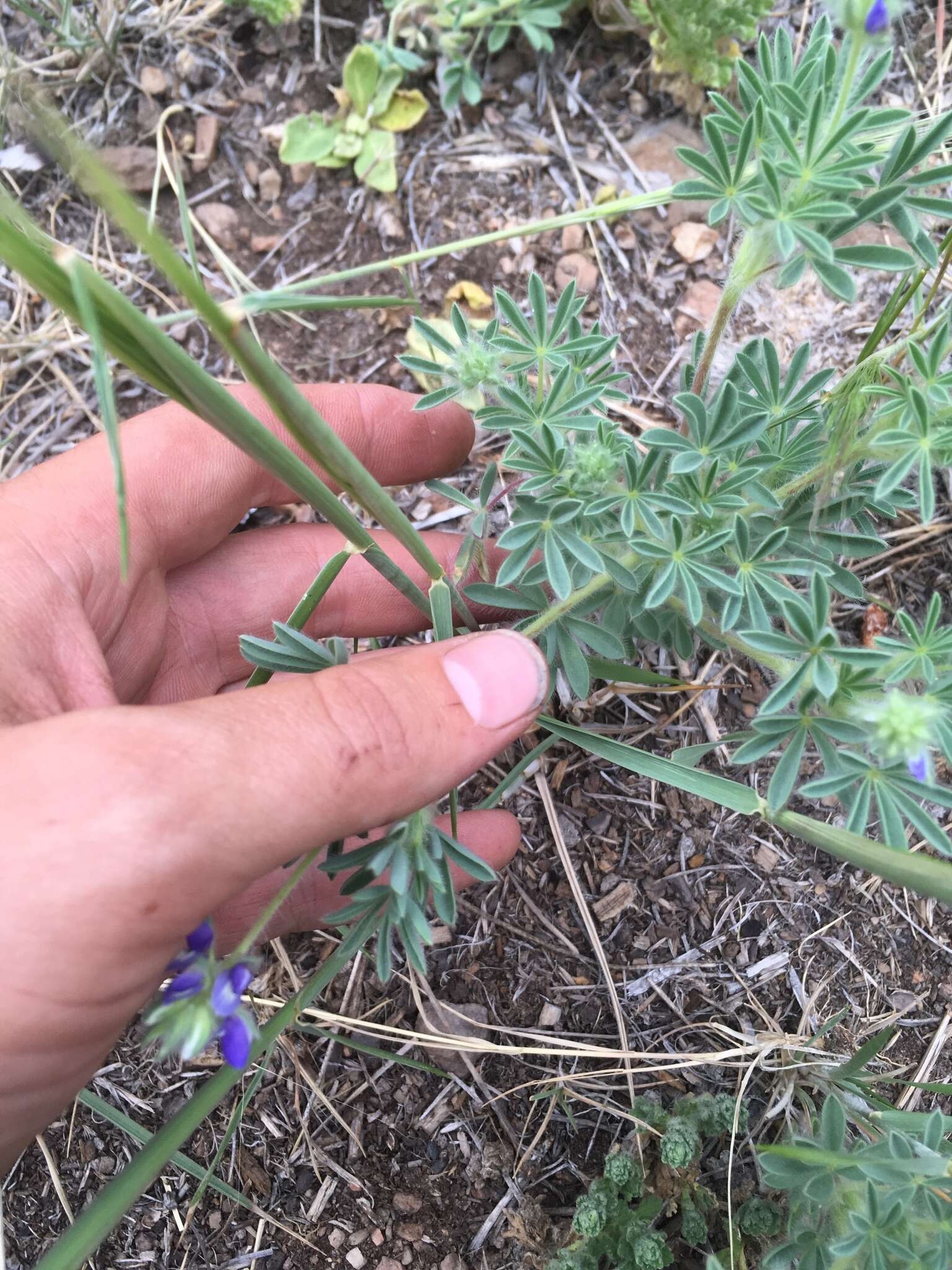 Plancia ëd Lupinus kingii S. Watson