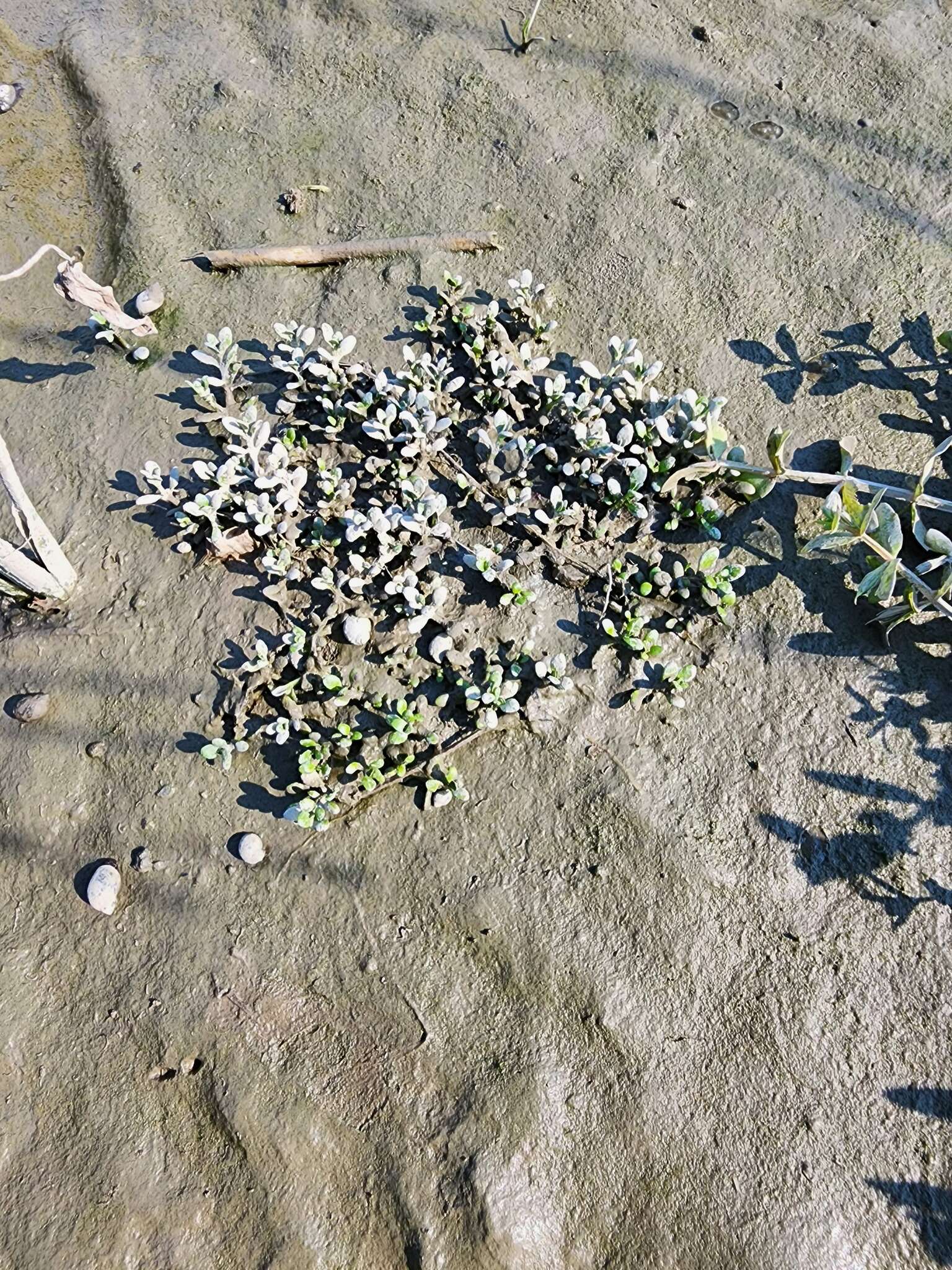 Image of American Waterwort