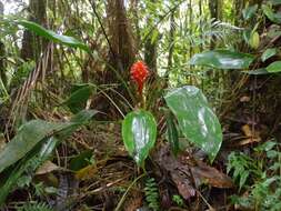 Image of Pitcairnia nigra (Carrière) André