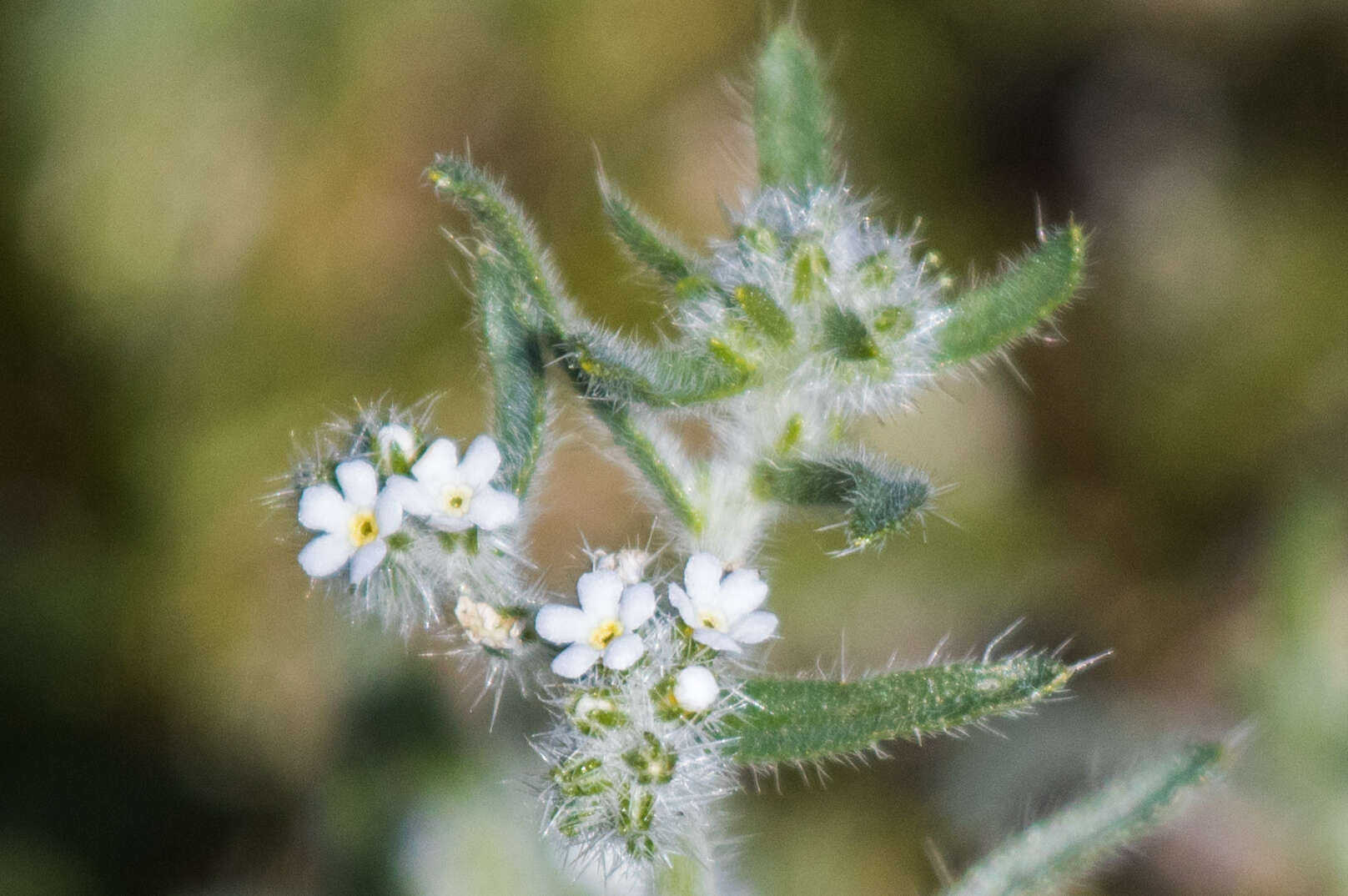 Image of Clearwater cryptantha