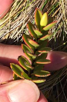 Image of Veronica decumbens Armstr.