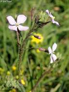 Image of Raphanus raphanistrum subsp. rostratus (DC.) Thell.