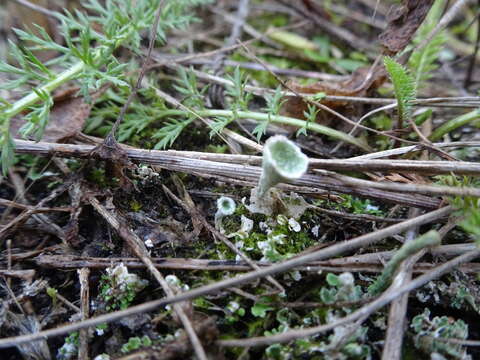 Image of cup lichen