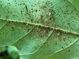 Image of Andromeda Lace Bug