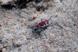 Image of Beautiful tiger beetle