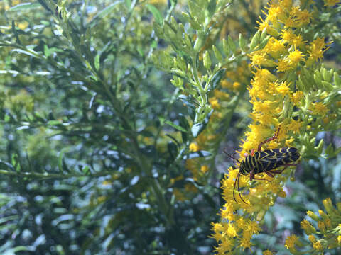 Image of Locust Borer