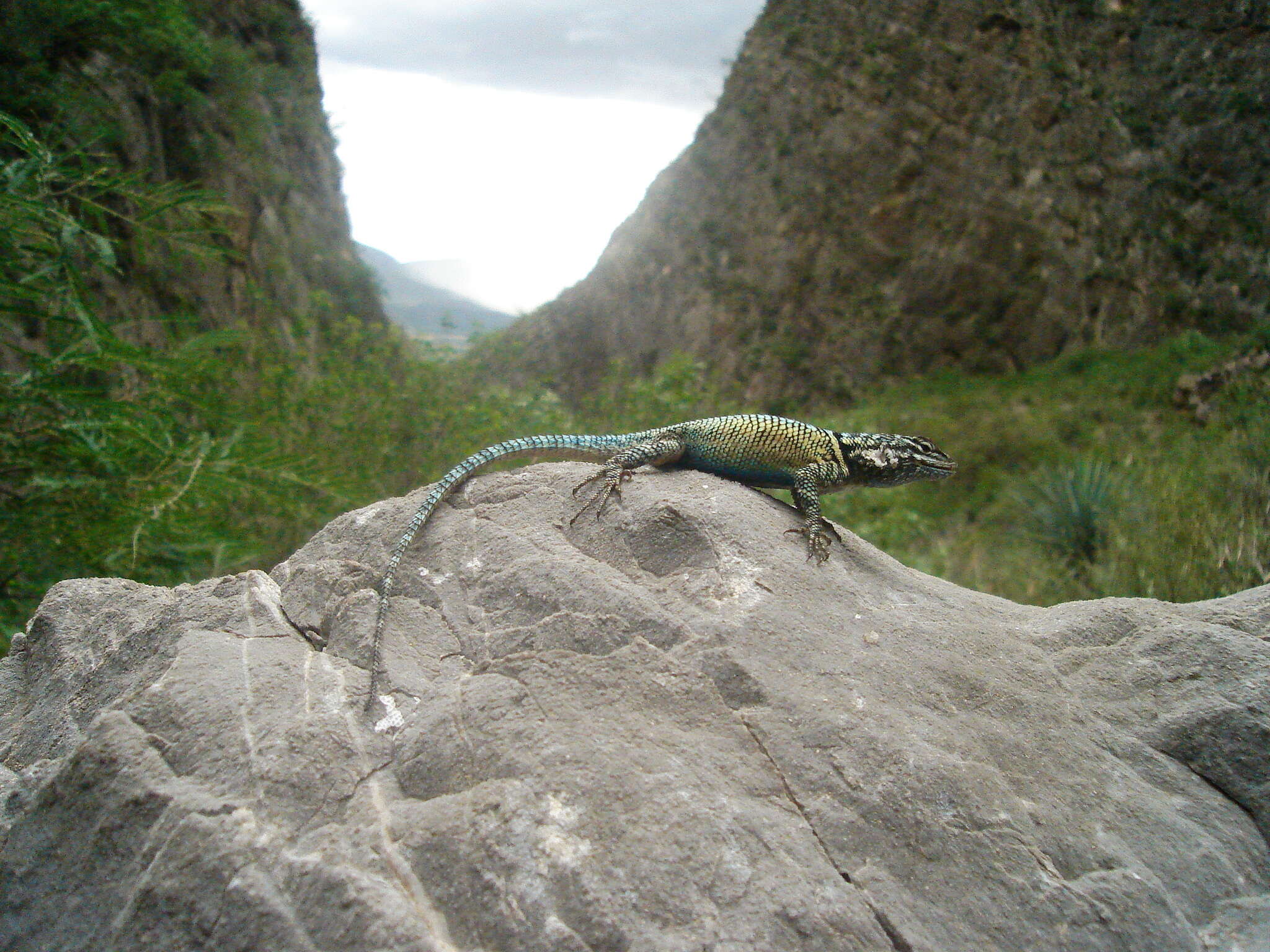 Image of Sceloporus jarrovii lineolateralis Smith 1936