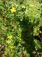 Image of shrubby yellowcrest